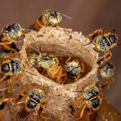 Jatai Honig von der stachellosen Biene (Melipoini)